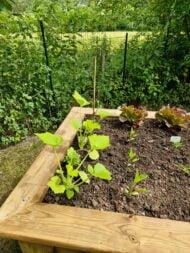Potager des parents en bois massif – Image 5